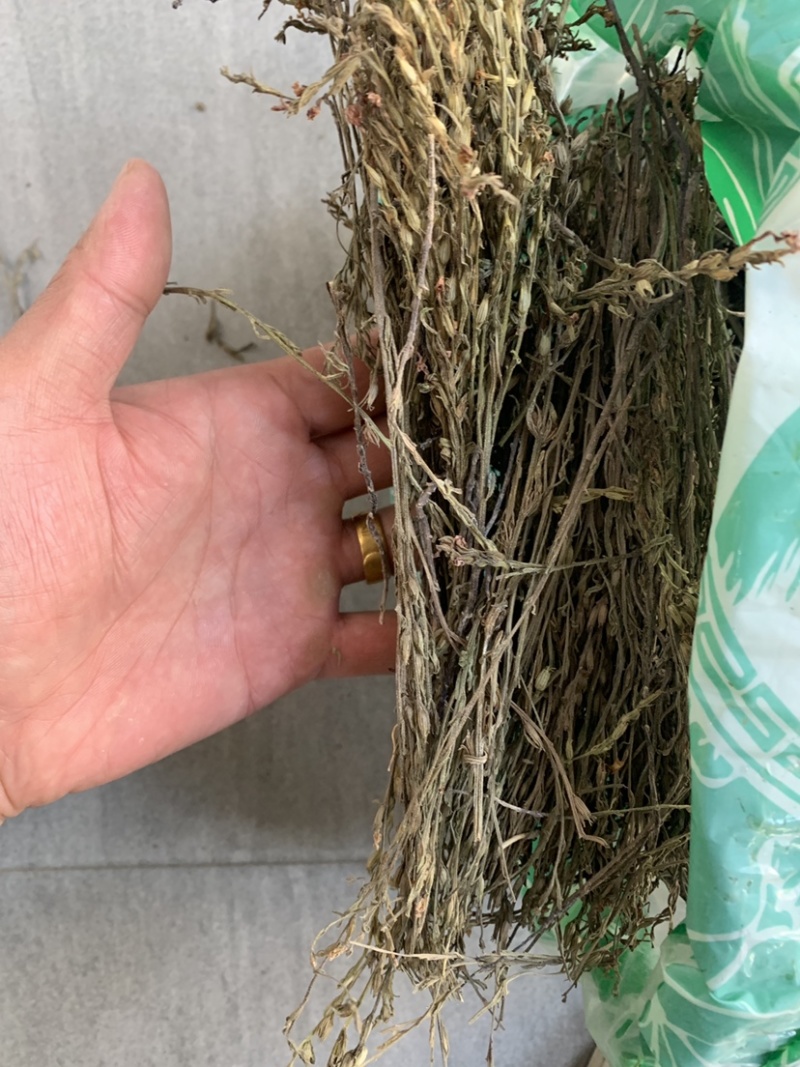 独脚金一公斤起批无硫磺熏蒸独脚金独角金