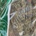 独脚金一公斤起批无硫磺熏蒸独脚金独角金