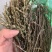 独脚金一公斤起批无硫磺熏蒸独脚金独角金
