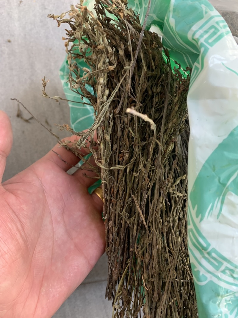 独脚金一公斤起批无硫磺熏蒸独脚金独角金