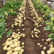 安丘大棚三膜土豆大量上市，产地直销，超市市场小贩都可以