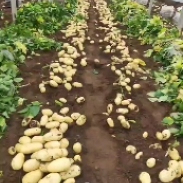 安丘大棚三膜土豆大量上市，产地直销，超市市场小贩都可以
