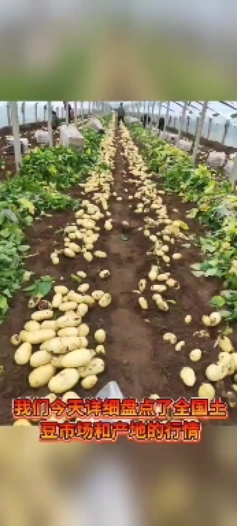 安丘大棚三膜土豆大量上市，产地直销，超市市场小贩都可以