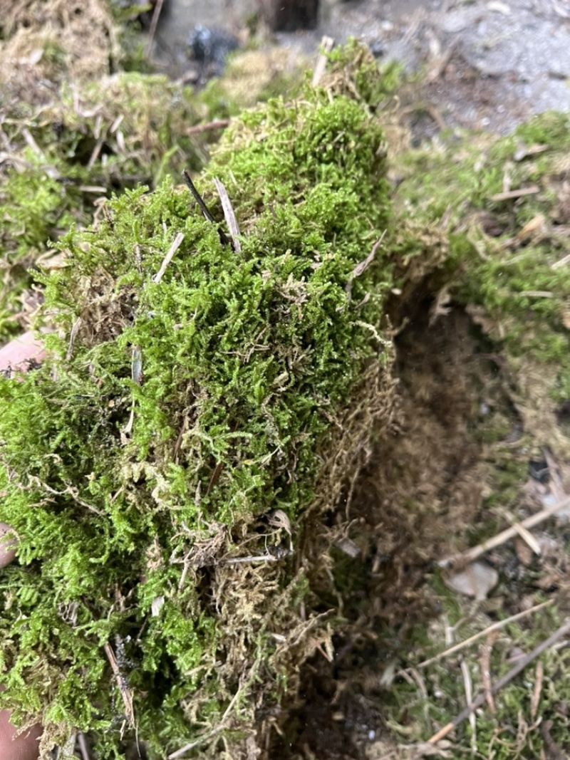 青苔干青苔一手货源大量有货