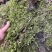青苔干青苔一手货源大量有货