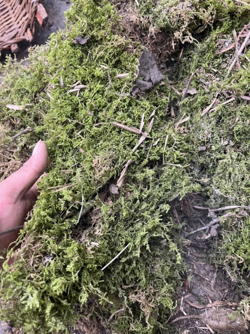 青苔干青苔一手货源大量有货