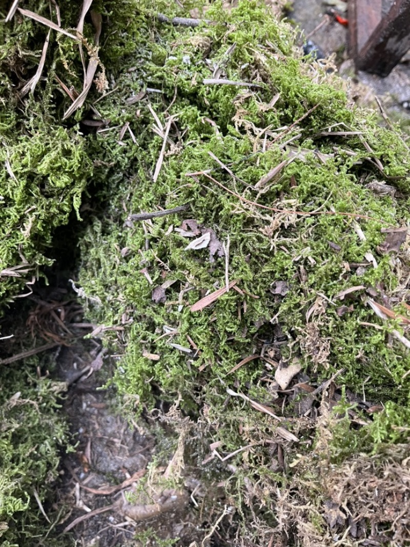 青苔干青苔一手货源大量有货