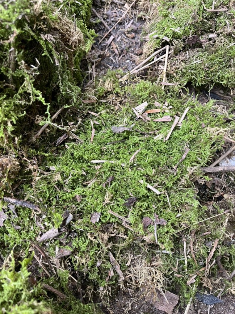 青苔干青苔一手货源大量有货