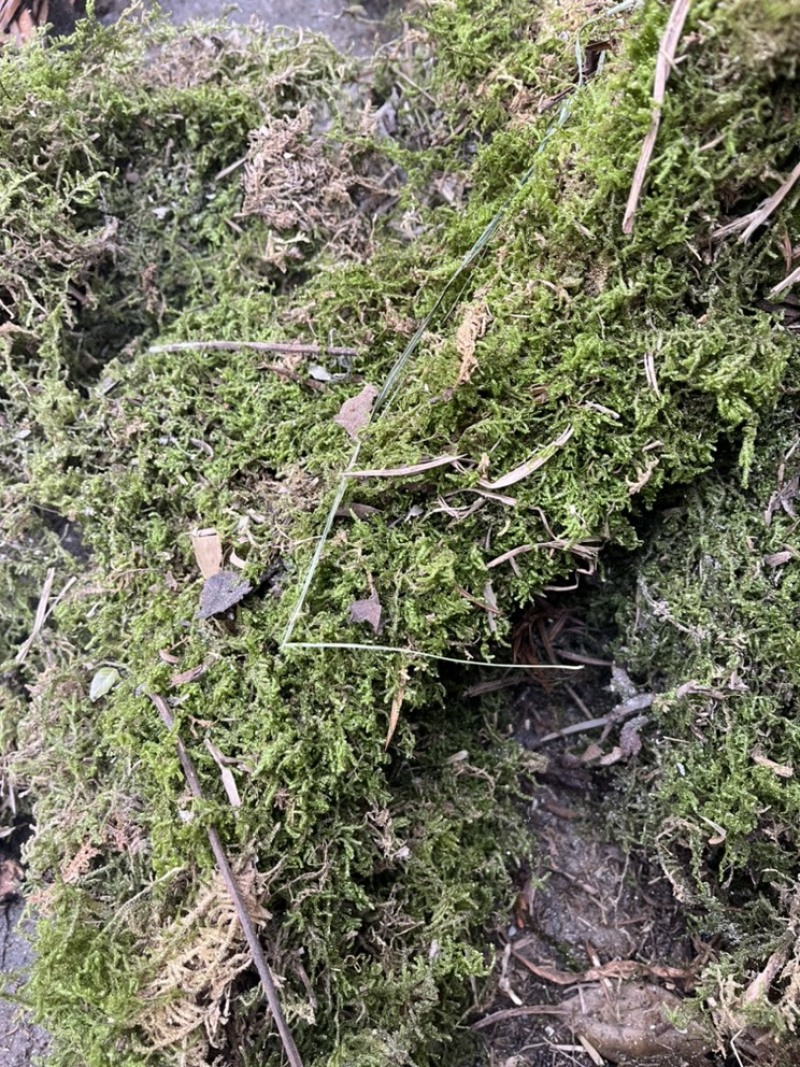 青苔干青苔一手货源大量有货