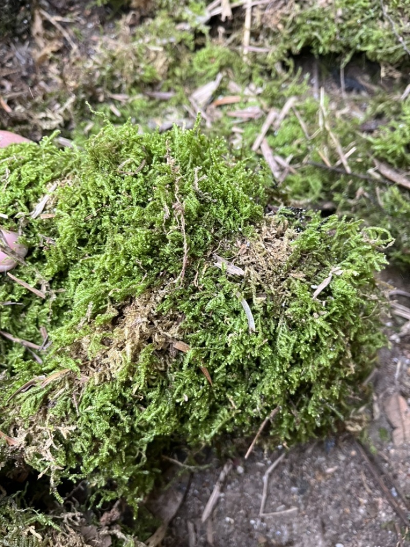 青苔干青苔一手货源大量有货