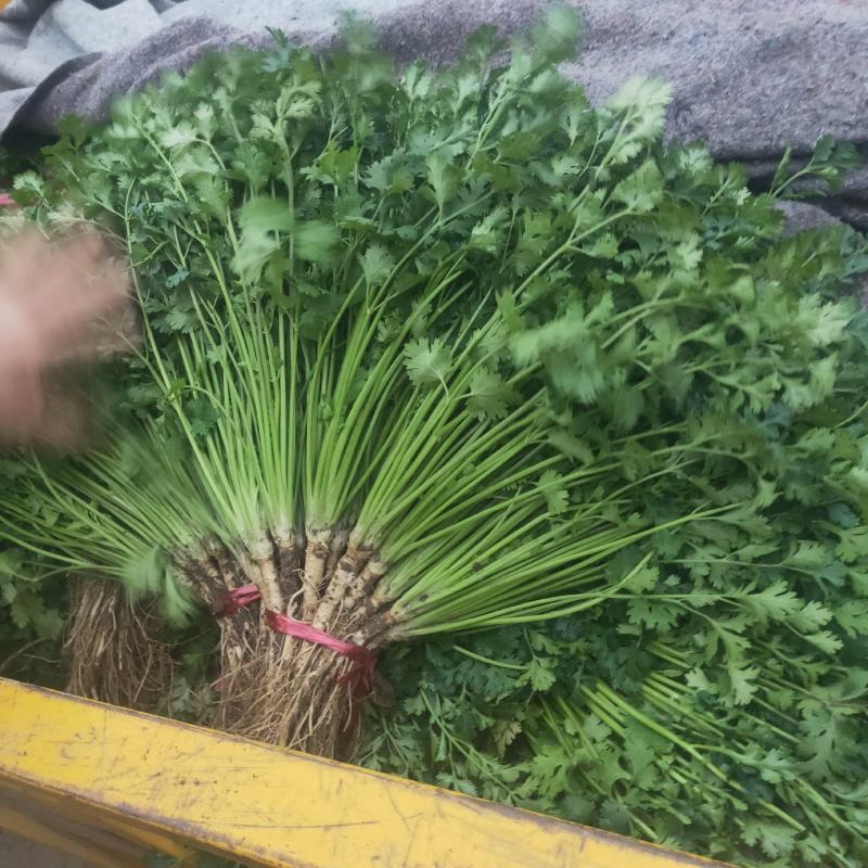 安丘市35以下矮香菜捆把货适合各地区批发存库都可以