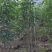 紫花风铃木1-5分