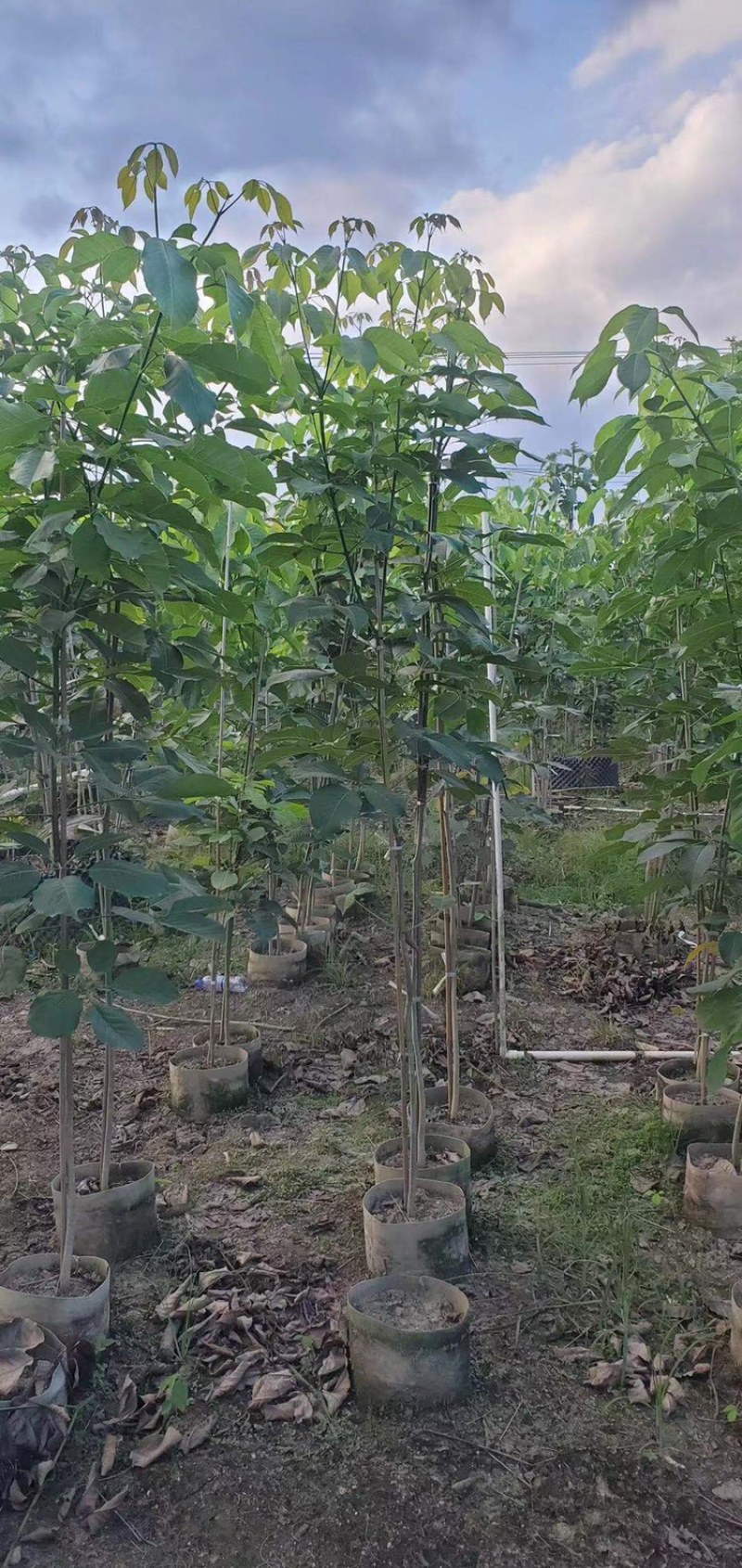 紫花风铃木1-5分