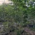 紫花风铃木1-5分
