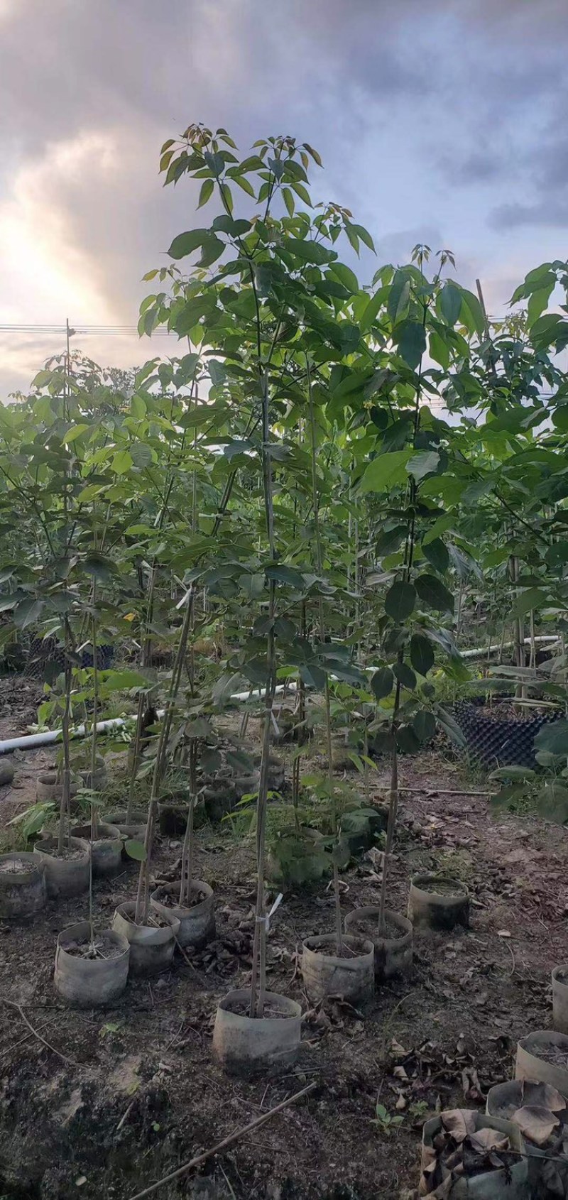 紫花风铃木1-5分