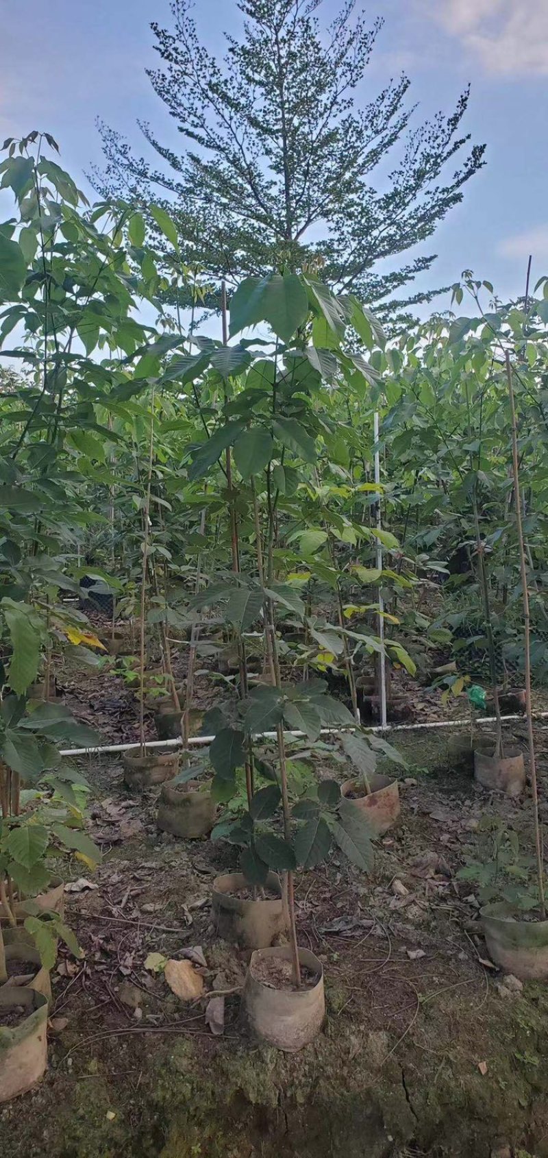 紫花风铃木1-5分