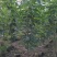 紫花风铃木1-5分