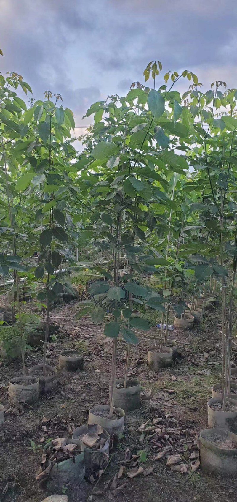 紫花风铃木1-5分