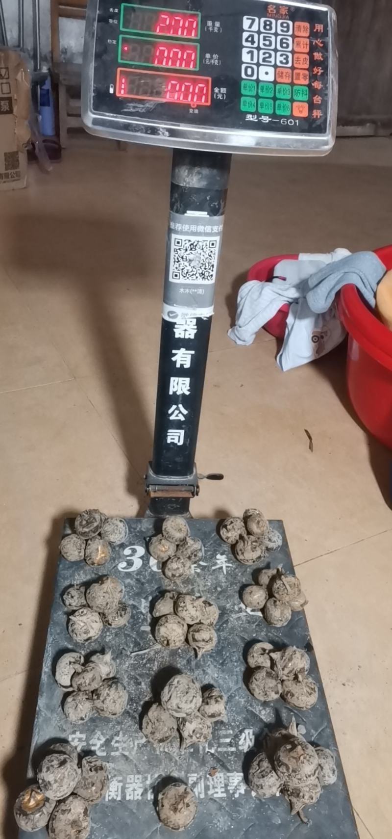 正宗乐昌北乡荸荠，清甜爽脆，欢迎界老板洽谈