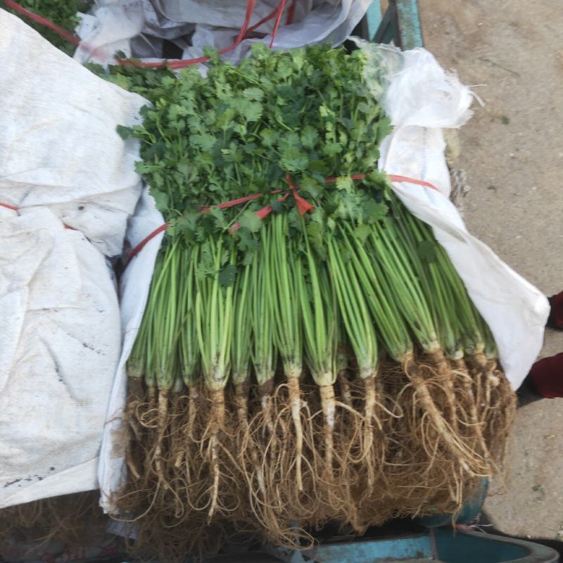 香菜安丘铁杆香菜30公分高，无黑叶无黄叶，产地直销批发价格