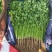 香菜安丘铁杆香菜30公分高，无黑叶无黄叶，产地直销批发价格