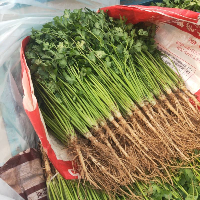 香菜安丘铁杆香菜30公分高，无黑叶无黄叶，产地直销批发价格