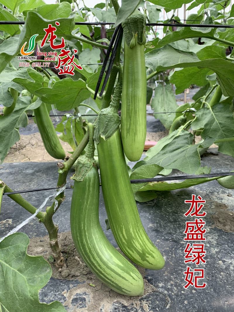 龙盛绿妃茄子种子绿长茄种子绿萼竹丝茄种籽卖相好丰产耐运