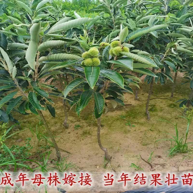 板栗树苗嫁接地栽南方北方种植大红袍当年结果板栗树果树