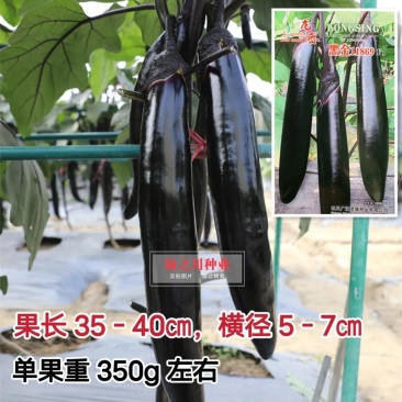 龙盛黑金11869长茄子种子高产长棒黑茄子种籽蔬菜基地