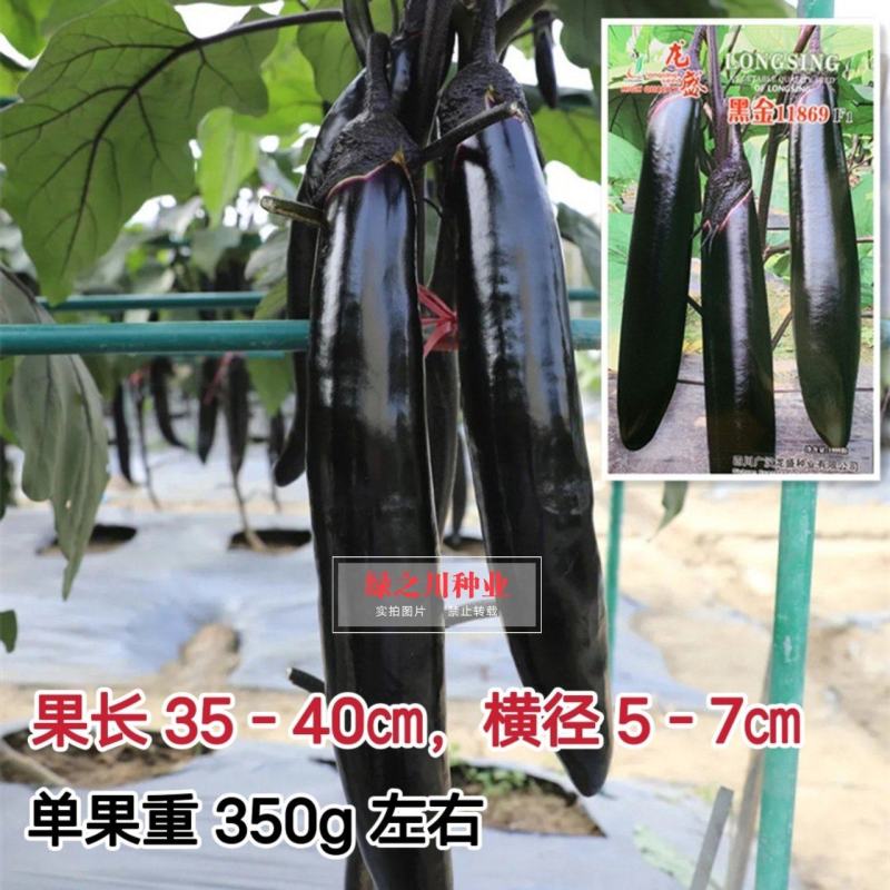 龙盛黑金11869长茄子种子高产长棒黑茄子种籽蔬菜基地