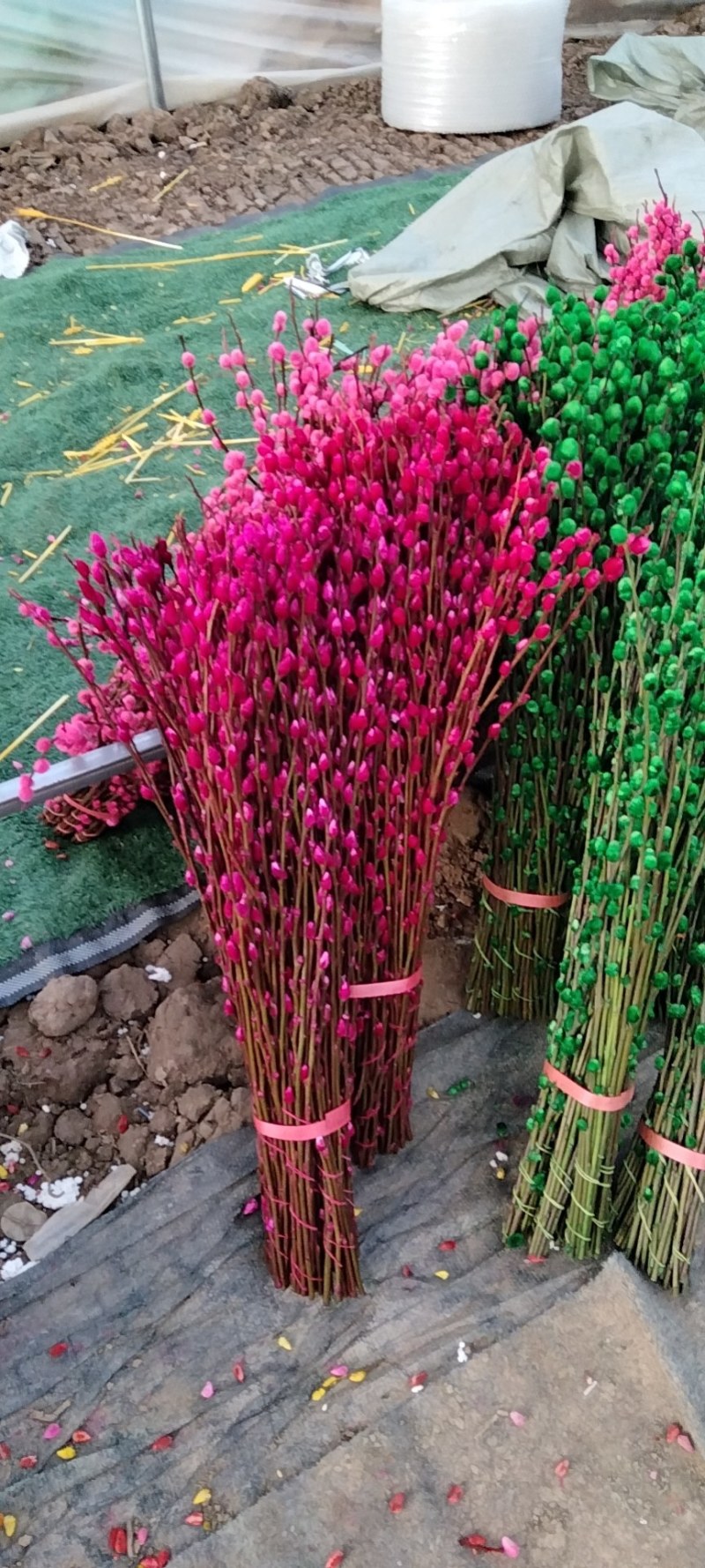 银柳真花鲜枝年宵花红色银柳干花室内水培植物福桶装饰发财果