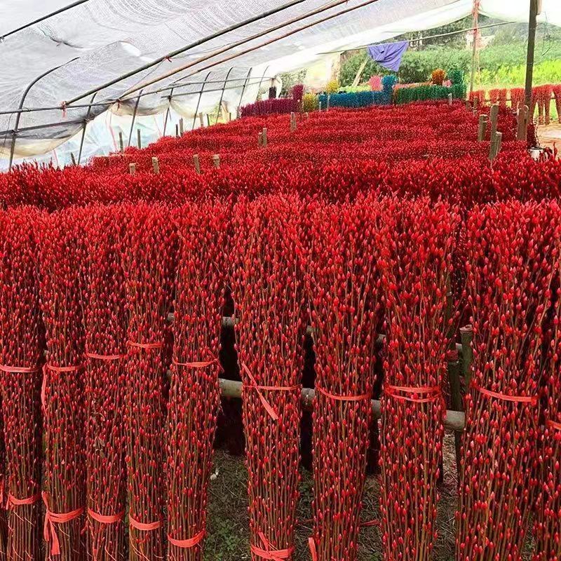 银柳真花鲜枝年宵花红色银柳干花室内水培植物福桶装饰发财果