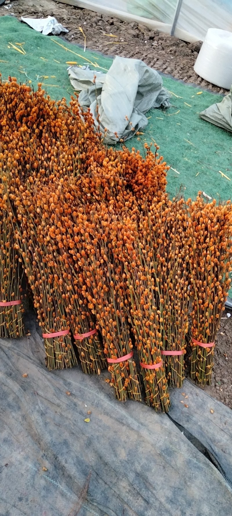 银柳真花鲜枝年宵花红色银柳干花室内水培植物福桶装饰发财果