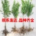 石榴树苗突尼斯软无籽石榴特大果树苗南北方种植盆栽地栽当年