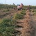 石榴树苗突尼斯软无籽石榴特大果树苗南北方种植盆栽地栽当年