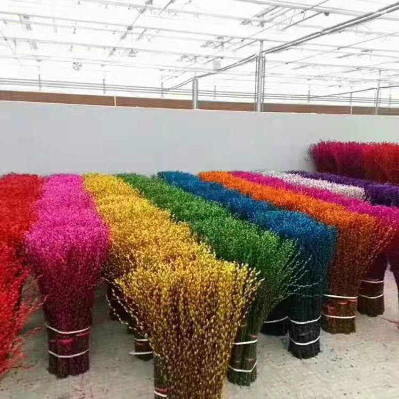 银柳真花鲜枝年宵花红色银柳干花室内水培植物福桶装饰发财果