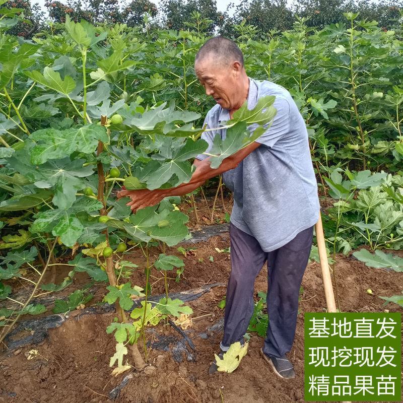 无花果树苗南北方盆栽地栽庭院种植当年结果特大波姬红耐寒果