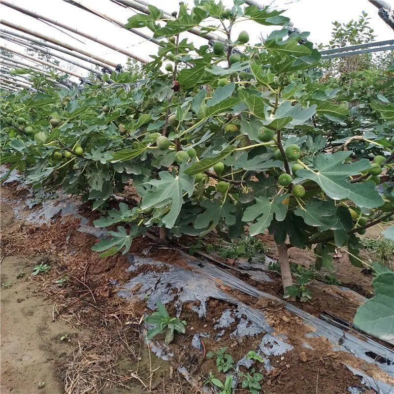 无花果树苗南北方盆栽地栽庭院种植当年结果特大波姬红耐寒果