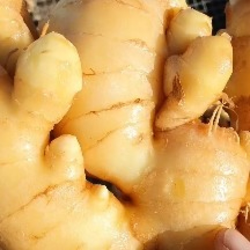 山东生姜/潍坊大黄姜/大黄姜/品质齐全/便宜便宜卖