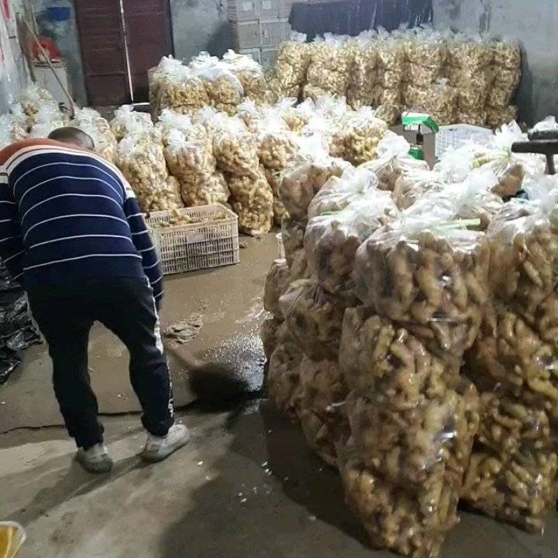 山东生姜/潍坊大黄姜/大黄姜/品质齐全/便宜便宜卖
