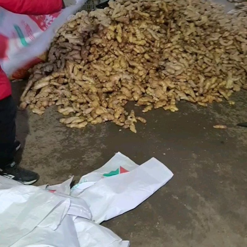 山东生姜/潍坊大黄姜/大黄姜/品质齐全/便宜便宜卖