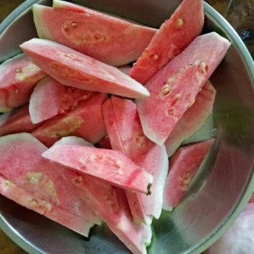 番石榴苗红宝石番石榴苗珍珠番石榴苗红叶番石榴苗