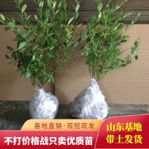 蓝莓苗盆栽地栽特大蓝莓果树苗盆栽院栽南北方种植四季蓝莓苗