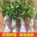 蓝莓苗盆栽地栽特大蓝莓果树苗盆栽院栽南北方种植四季蓝莓苗