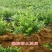 蓝莓苗盆栽地栽特大蓝莓果树苗盆栽院栽南北方种植四季蓝莓苗