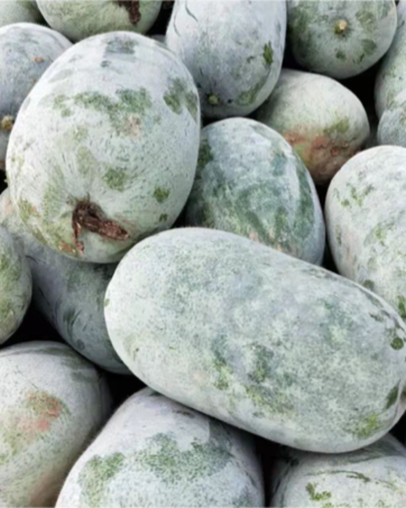 海南桶冬瓜品种齐全产地直销大量供应