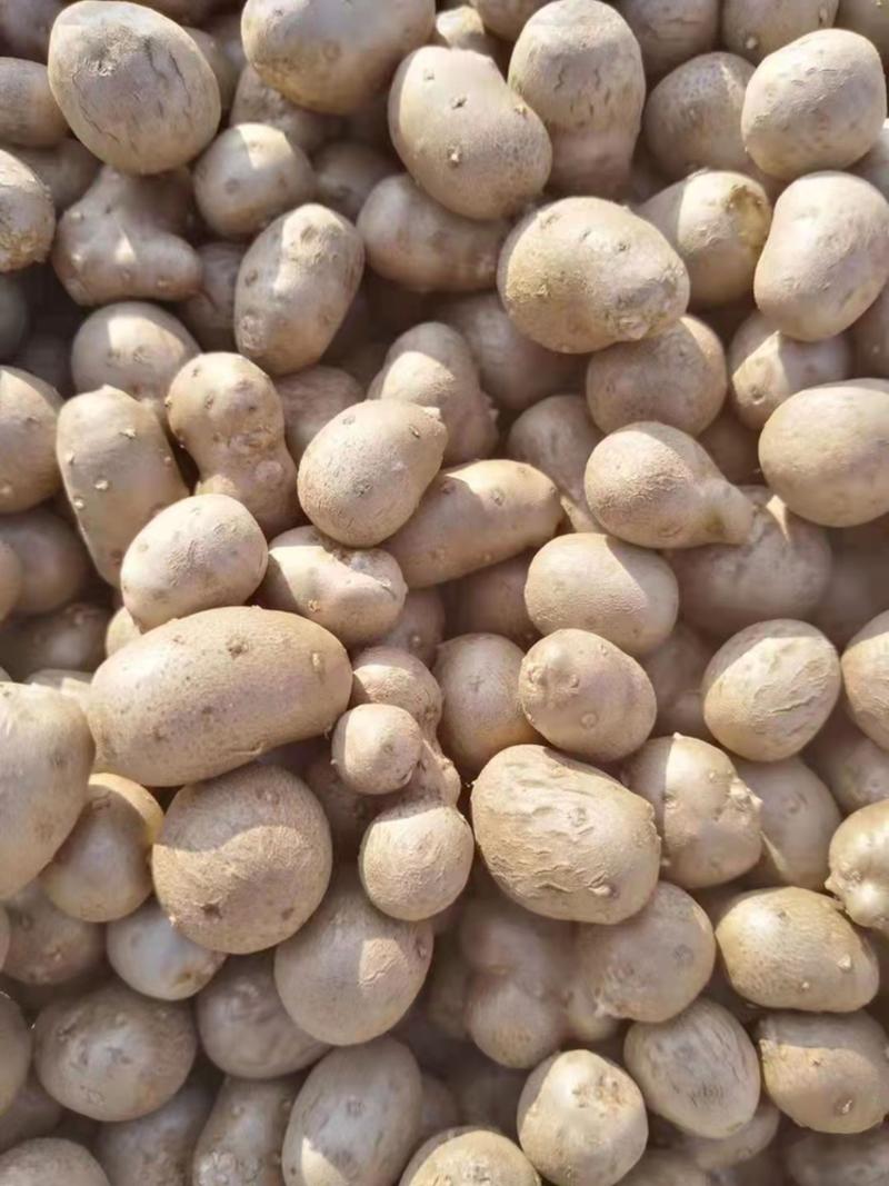 白玉山药豆，有大豆中豆，货不多需要提前预约大豆1.5