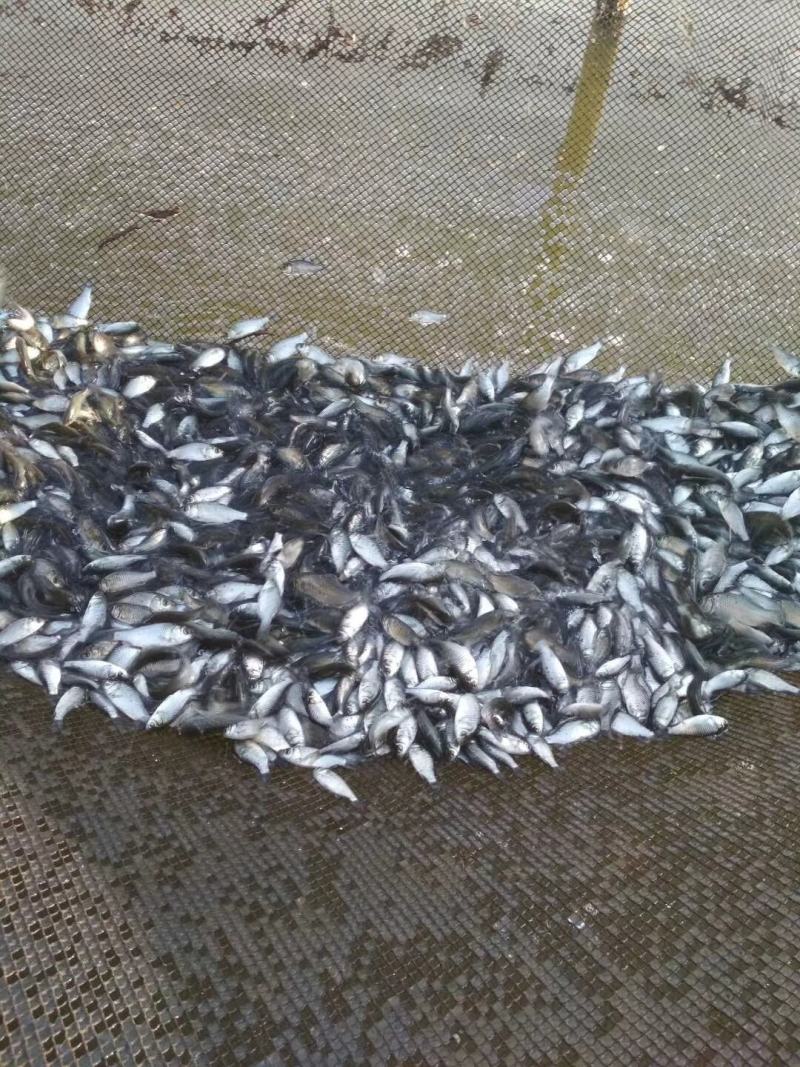 大量纯正湘云鲫，中科五号出售。欢迎订购。价格请私聊
