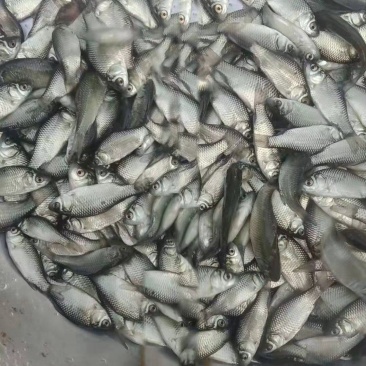 大量纯正湘云鲫，中科五号出售。欢迎订购。价格请私聊