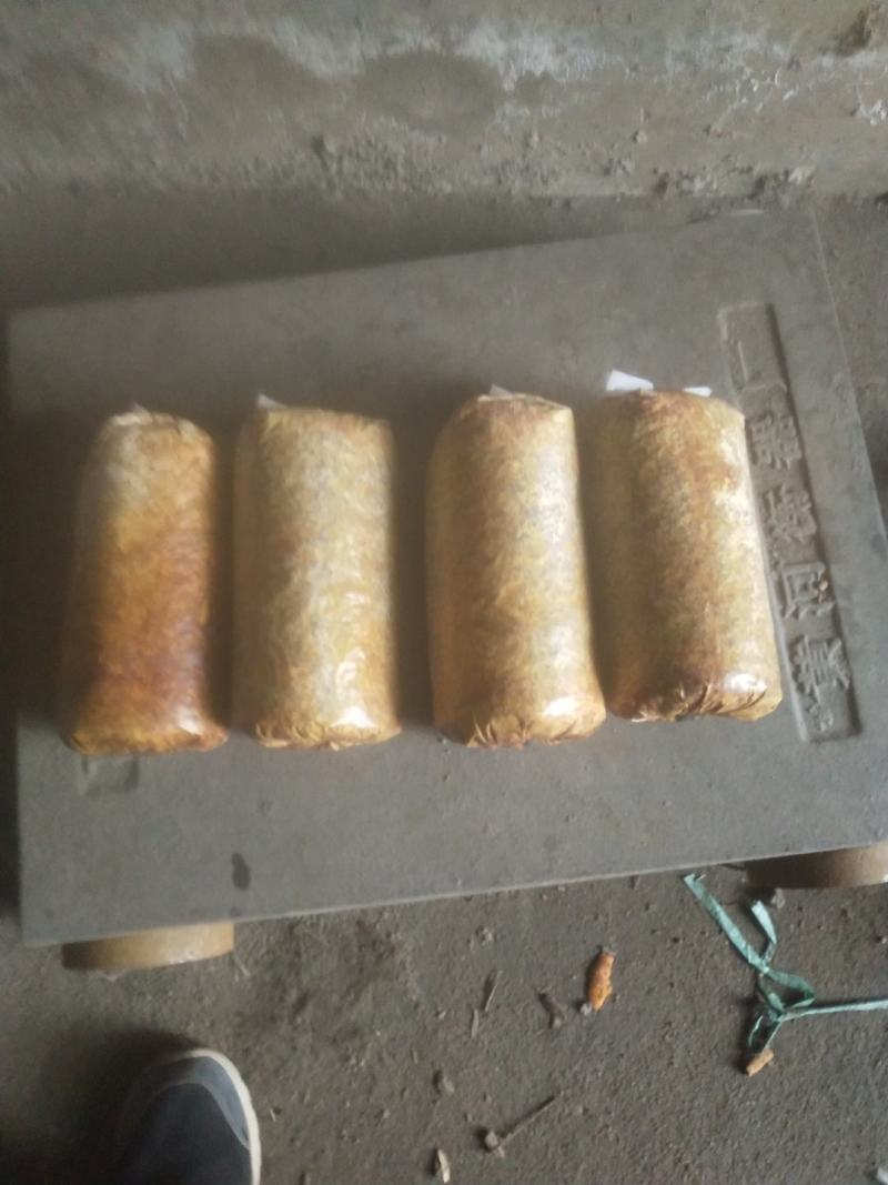 纯桑木屑制作的桑黄菌种，开口就可长出桑黄的桑黄菌